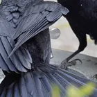 カラス