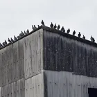 鳥害