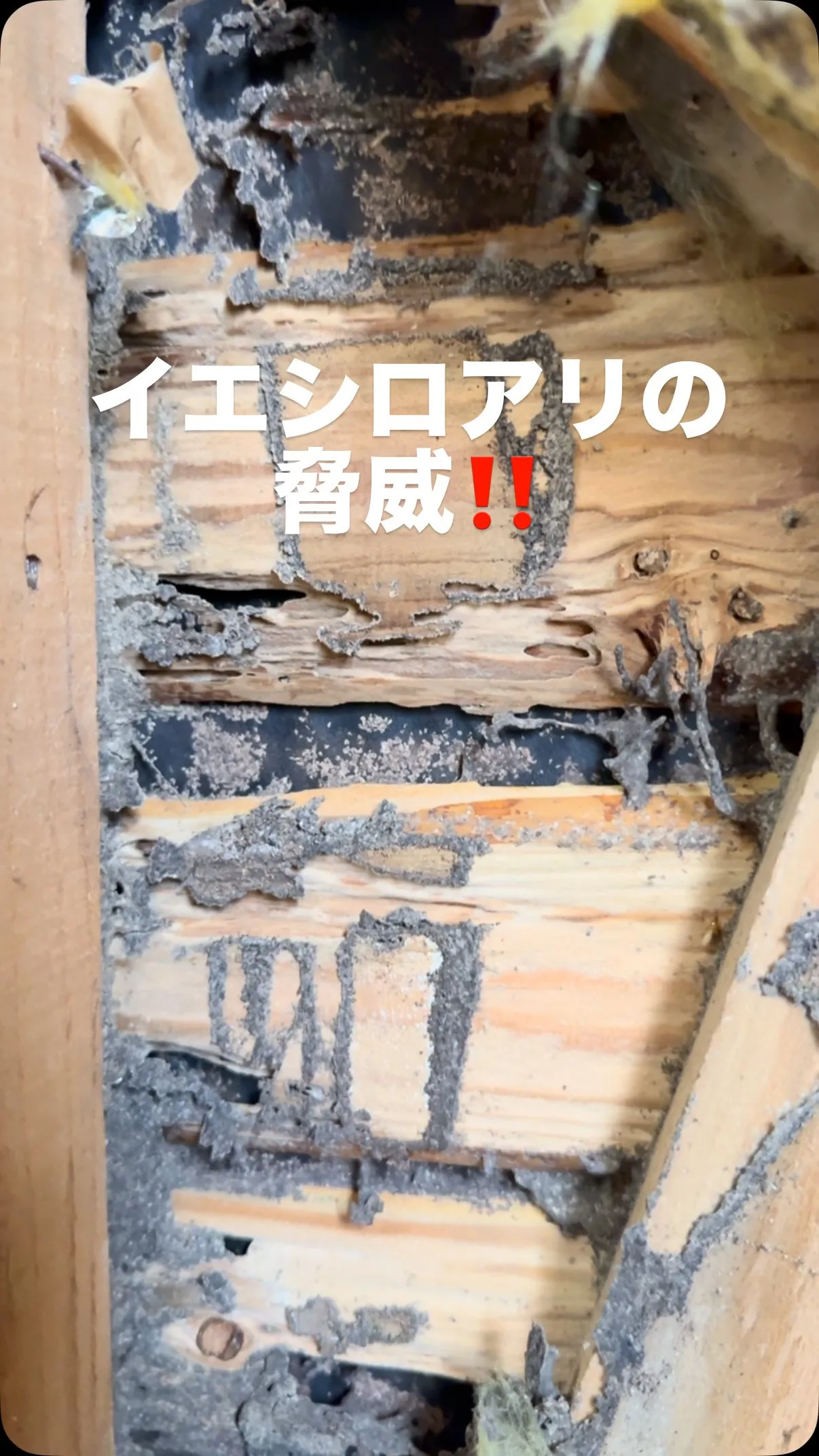 イエシロアリの時期ですなぁ……毎日シロアリ❗️