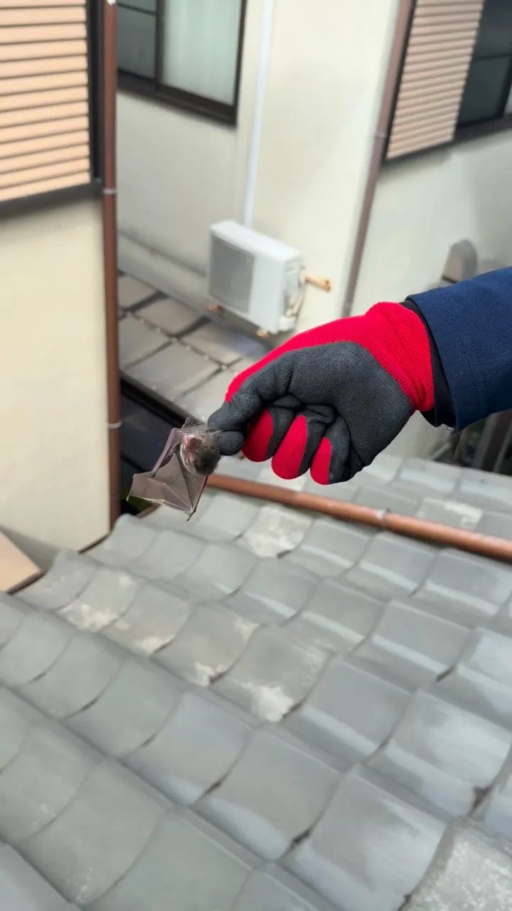 ベクトルの八田です。